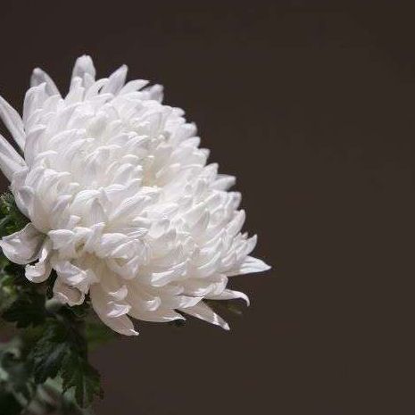 Más de 22 millones de españoles tenían cubierto su sepelio en 2024